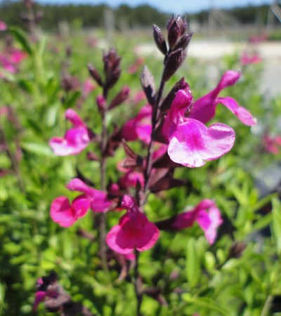 Autumn Sage Rose Pink